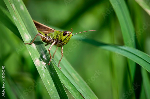 Gemeiner Grashüpfer ( Chorthippus parallelus ). © Michael