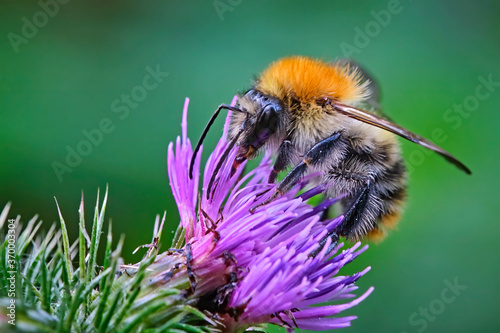 Ackerhummel ( Bombus pascuorum ). photo