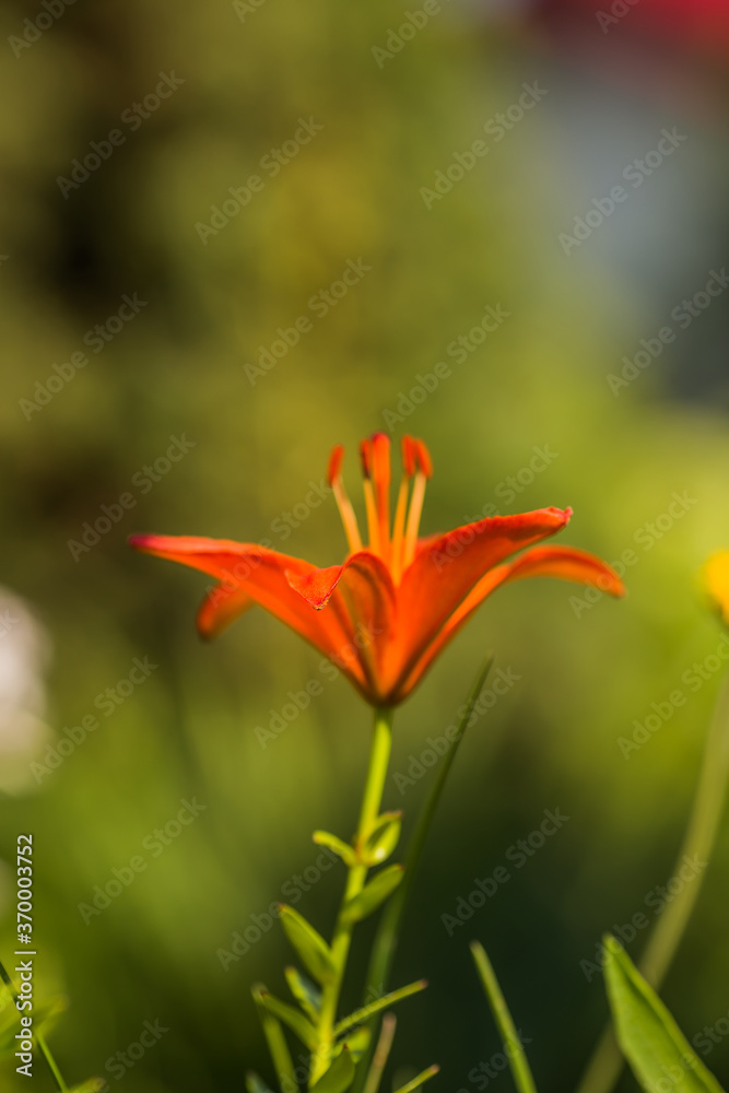 Obraz premium Orange lily flowers in nature. Beautiful orange lily (lilium) summer flower garden. 