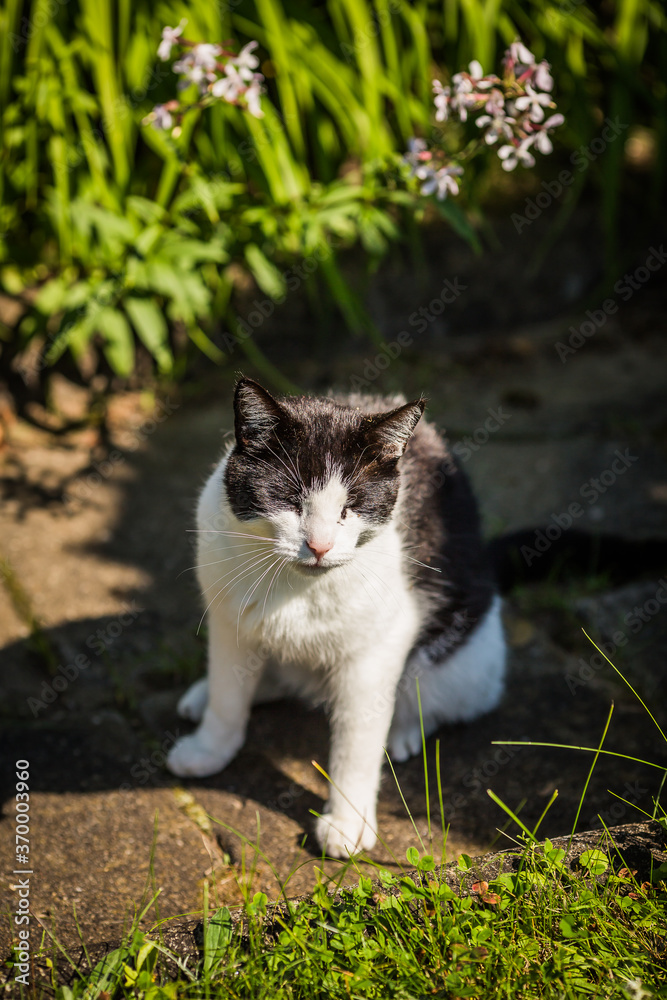 Black and white cat in the green grass Black and white cat in the green grass