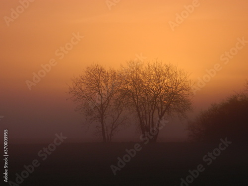 sunrise in the misty forest