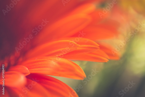 Macro photo of gerbera flower with water drop. floral background