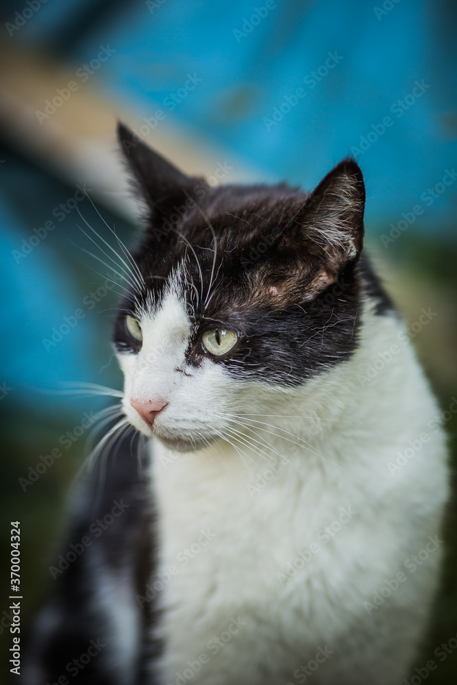 Black and white cat in the garden