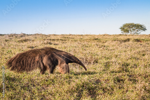 A wild anteater at the pasture
