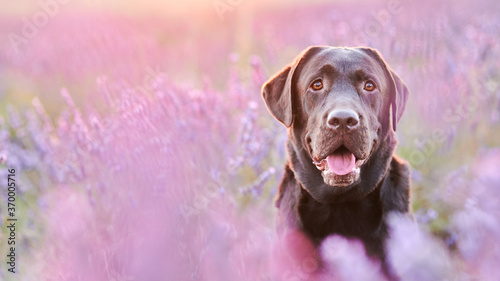 Portrait of a chocolate labrador in a lavender field with a shallow depth of field