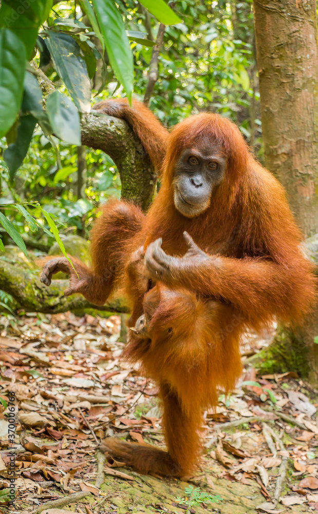 Obraz premium An orangutan with her baby, sitting on a branch in Gungung Leuser National Park