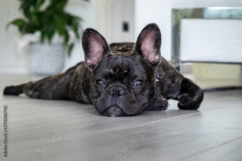 Nice French Bulldog brigee while resting  © albertobrian