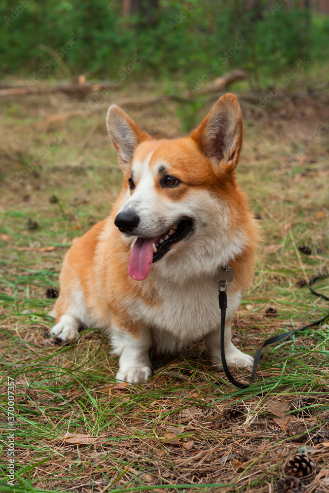 Corgi's red dog sit on the ground in the woods with his tongue stuck out Corgi's red dog sit on the ground in the woods with his tongue stuck out