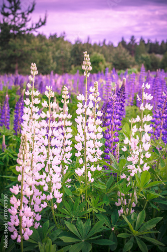 lupins