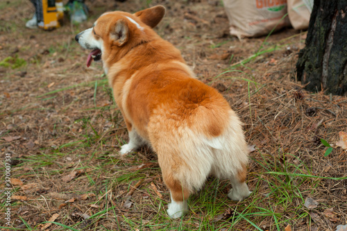 Popa dog Corgi in the forest with a small tail © Валерия Старовойтова