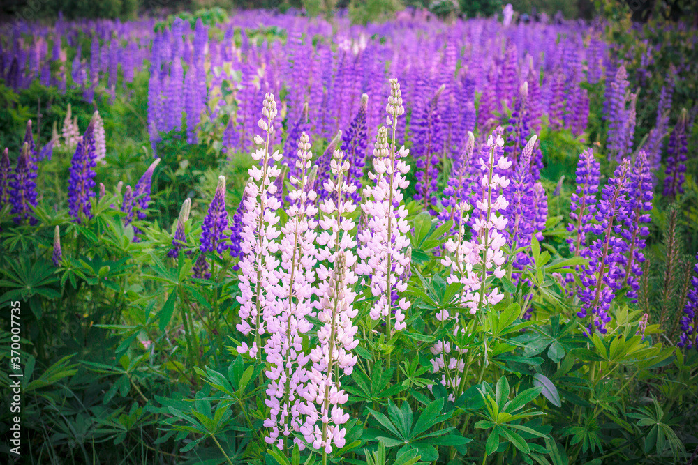 Naklejka premium lupins