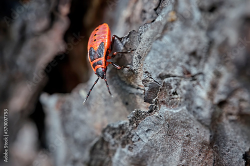 Gemeine Feuerwanze ( Pyrrhocoris apterus ). photo