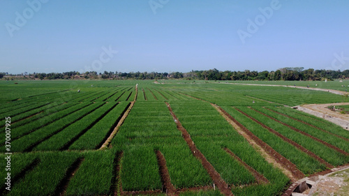 aerial view of onion fields. looks very beautiful