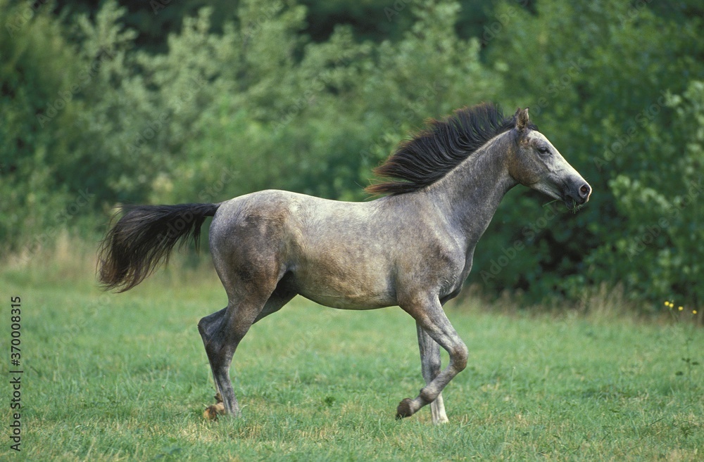 SHAGYA HORSE, STALLION TROTTING IN PASTURE SHAGYA HORSE, STALLION TROTTING IN PASTURE