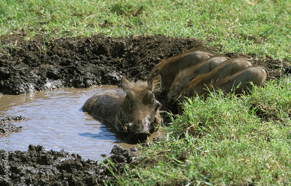 WARTHOG phacochoerus aethiopicus, FEMALE WITH PIGLET HAVING MUD BATH, MASAI MARA PARK, KENYA WARTHOG phacochoerus aethiopicus, FEMALE WITH PIGLET HAVING MUD BATH, MASAI MARA PARK, KENYA