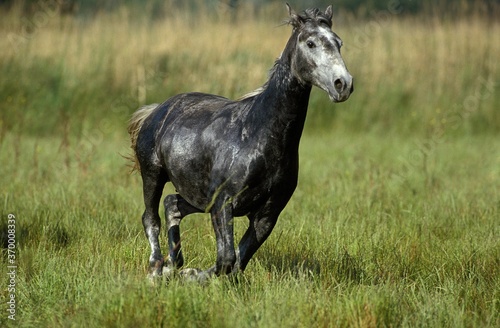 LIPIZZAN HORSE  ADULT GALLOPING THROUGH MEADOW