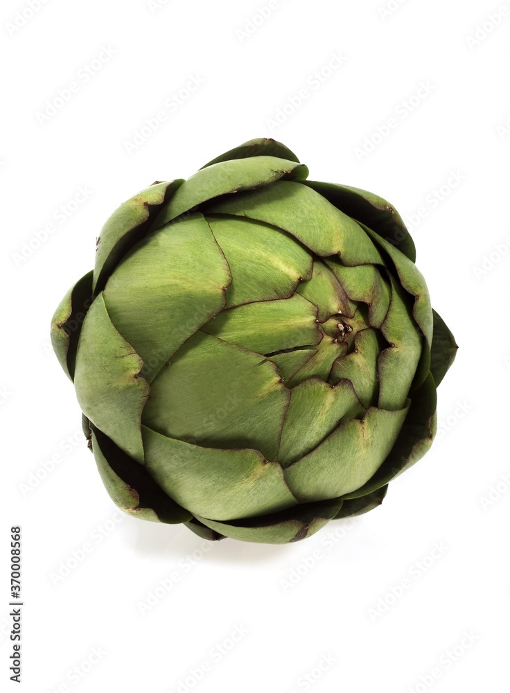 Fototapeta premium ARTICHOKE cynara scolymus AGAINST WHITE BACKGROUND