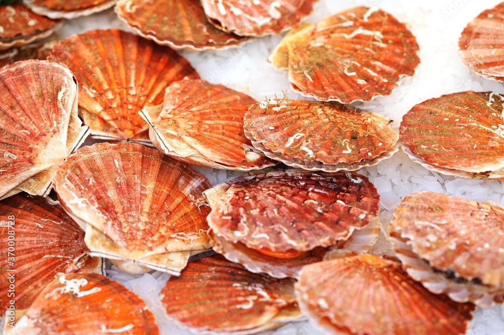 FRESH SCALLOPS pecten maximus ON ICE FRESH SCALLOPS pecten maximus ON ICE