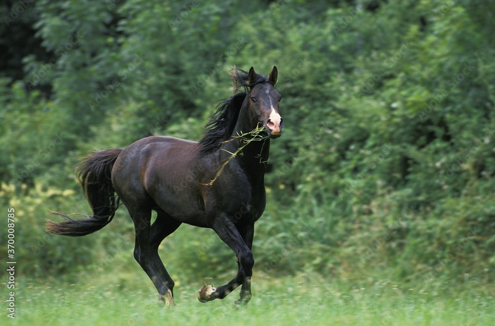 SHAGYA HORSE, ADULT GALLOPING IN PASTURE