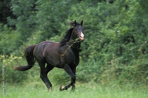 SHAGYA HORSE  ADULT GALLOPING IN PASTURE