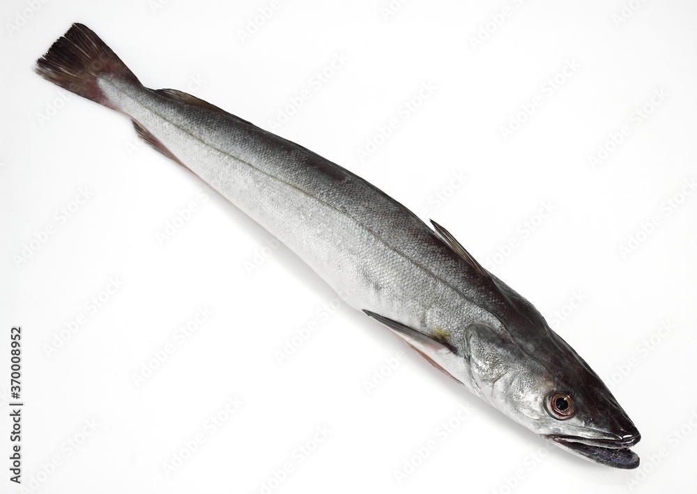 FRESH HAKE pollachius sp AGAINST WHITE BACKGROUND FRESH HAKE pollachius sp AGAINST WHITE BACKGROUND