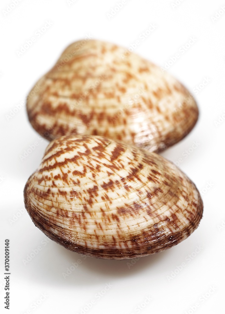 DOG COCKLE SHELL glycymeris glycymeris AGAINST WHITE BACKGROUND DOG COCKLE SHELL glycymeris glycymeris AGAINST WHITE BACKGROUND