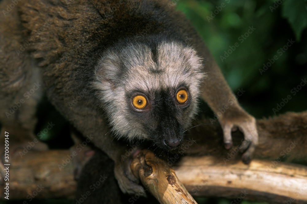 Naklejka premium WHITE FRONTED BROWN LEMUR eulemur fulvus albifrons, PORTRAIT OF MALE