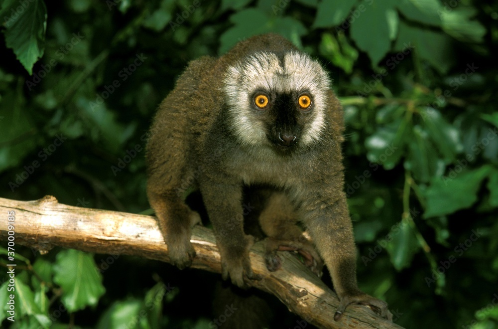 Fototapeta premium WHITE FRONTED BROWN LEMUR eulemur fulvus albifrons, MALE STANDING ON BRANCH