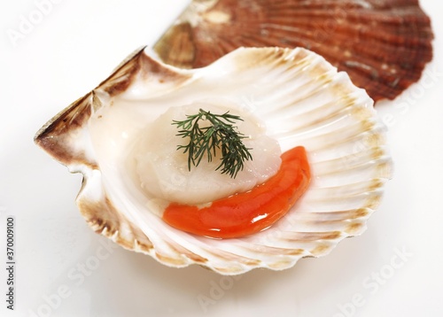 FRESH SCALLOPS pecten maximus WITH DILL AGAINST WHITE BACKGROUND