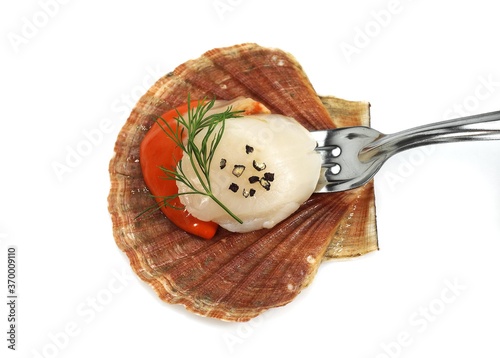 FRESH SCALLOPS pecten maximus WITH DILL