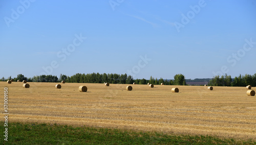sheaves of hay on the Russian fields