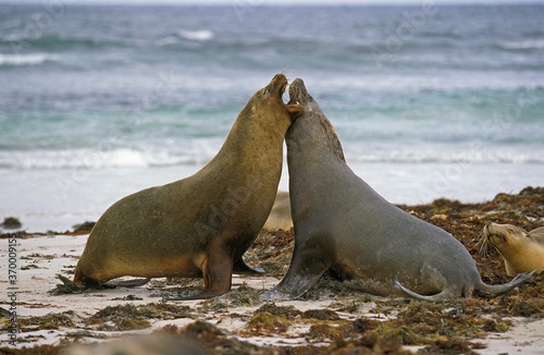 AUSTRALIAN SEA LION neophoca cinerea, FEMALES PLAY FIGHTING ON BEACH, AUSTRALIA