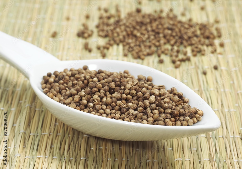 CORIANDER SEEDS coriandrum sativum IN A SPOON CORIANDER SEEDS coriandrum sativum IN A SPOON