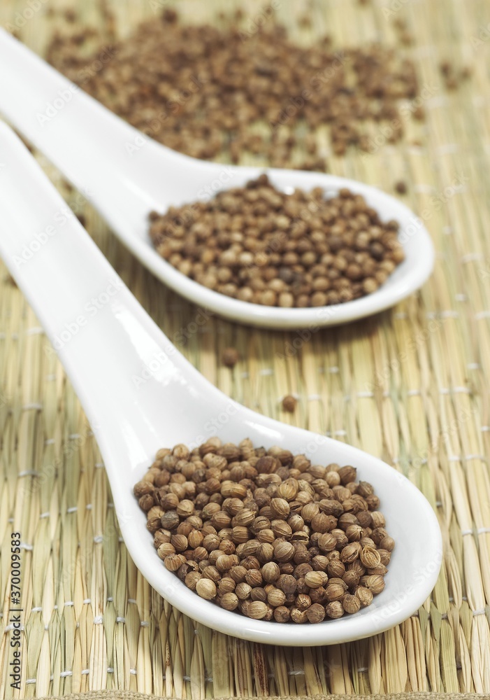 CORIANDER SEEDS coriandrum sativum IN A SPOON CORIANDER SEEDS coriandrum sativum IN A SPOON
