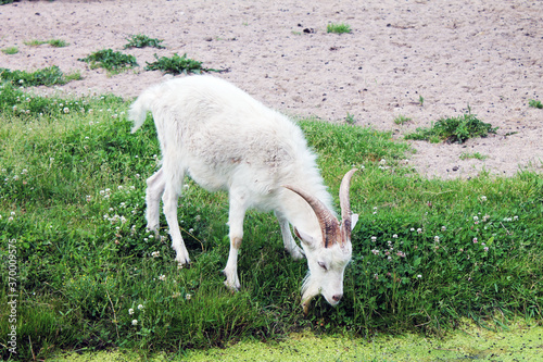 white goat eating grass in the wild