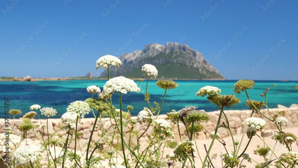 È nota come il regno più piccolo del mondo. Tavolara è una montagna calcarea e granitica che spunta dal mare, alta 560 metri, lunga quattro chilometri, caratterizzata da rocce impervie.