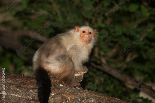 SILVERY MARMOSET mico argentatus, FEMALE STANDING ON BRANCH