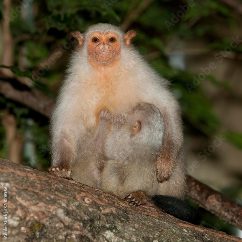 SILVERY MARMOSET mico argentatus  FEMALE WITH BABY