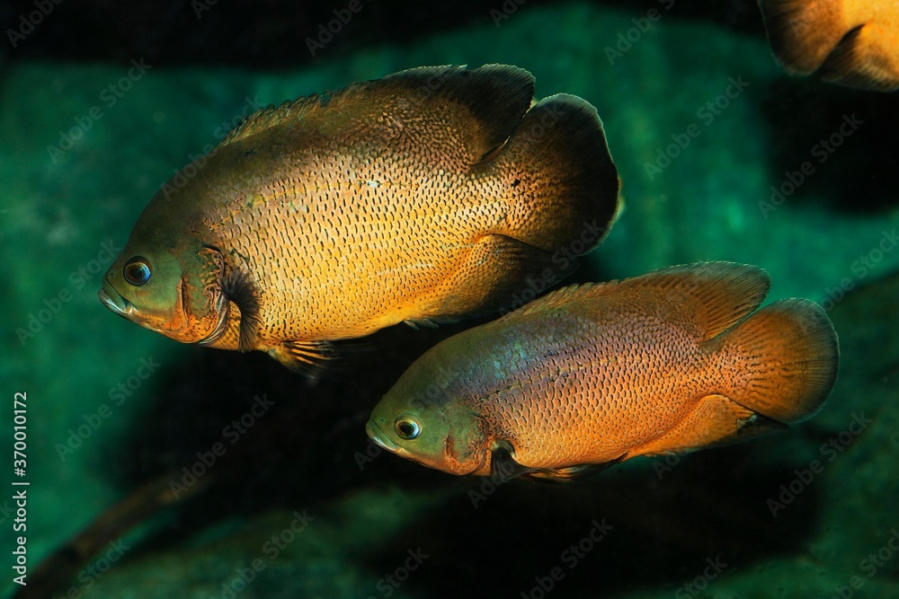 TIGER OSCAR FISH astronotus ocellatus