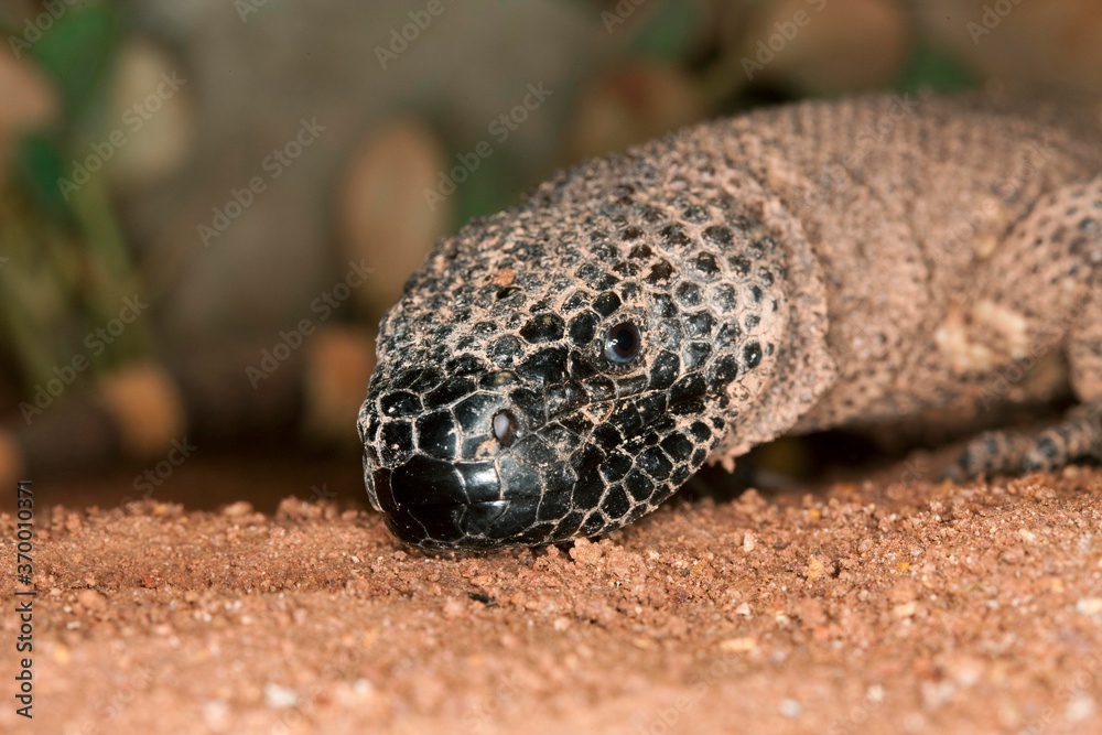 BEADED LIZARD heloderma horridum, A VENOMOUS SPECY, ADULT