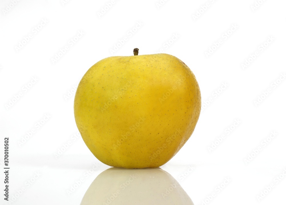 GOLDEN APPLE malus domestica AGAINST WHITE BACKGROUND GOLDEN APPLE malus domestica AGAINST WHITE BACKGROUND