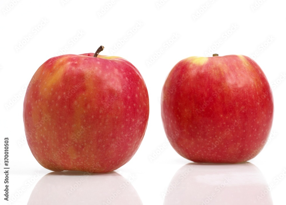 PINK LADY APPLE malus domestica AGAINST WHITE BACKGROUND PINK LADY APPLE malus domestica AGAINST WHITE BACKGROUND