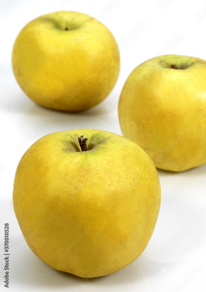 GOLDEN APPLE malus domestica AGAINST WHITE BACKGROUND GOLDEN APPLE malus domestica AGAINST WHITE BACKGROUND