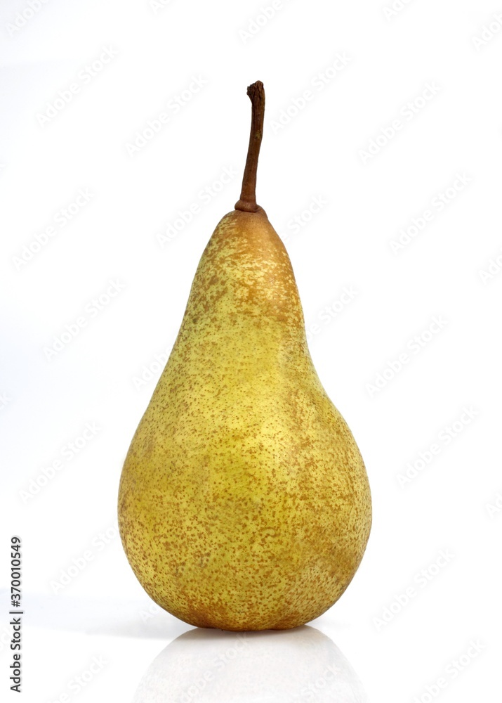 CONFERENCE PEAR pyrus communis AGAINST WHITE BACKGROUND CONFERENCE PEAR pyrus communis AGAINST WHITE BACKGROUND