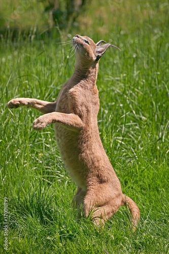 CARACAL caracal caracal, ADULT HUNTING, STANDING ON HIND LEGS photo