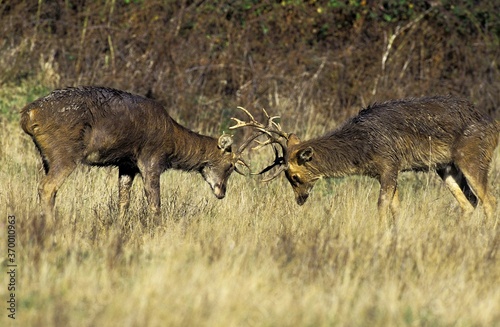 Photography BARASINGHA DEER OR SWAMP DEER cervus duvauceli, MALES FIGHTING