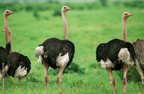 OSTRICH struthio camelus, GROUP OF MALES, KENYA