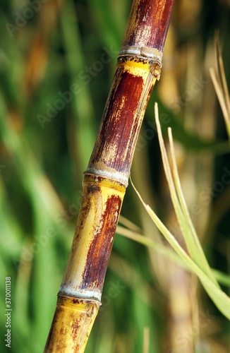 SUGAR CANE IN HAWAII