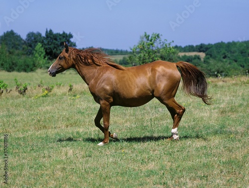 ANGLO ARAB HORSE, ADULT STANDING IN MEADOW