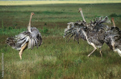 Принти на полотні OSTRICH struthio camelus, FEMALES FIGHTING, KENYA